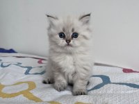 Scottish Straight Yavrularım