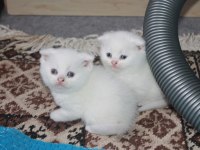 Safkan Beyaz Scottish Fold Yavrularımız