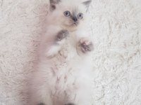 British Shorthair Sağlıklı Eğitimli Yavrular Yeni Yuvasını Arıyor