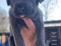Yavru cane corso almak isteyenler iletişime geçsin