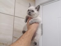 British shorthair ve longhair bebekler