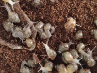 Dev Afrika Salyangozu (Kargo İmkanı)