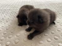 Çikolata renk kedilerim