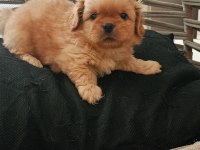 40 günlük pekinez köpeği