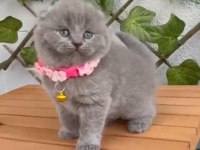 2.5 Aylık Dişi Scottish Fold Ayıcık Suratlı