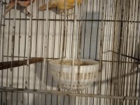 Her Tür Kanarya Vardır