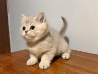 Blue Golden British Shorthair Çok Hareketli Ve İnsan Canlısı