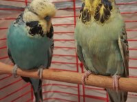 Şov Jumbo Muhabbet Kuşu