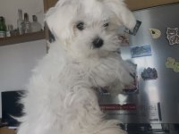 Safkan 0 numara kore maltese