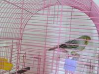 Boğa gibi öten sarı agat mozaik kanarya