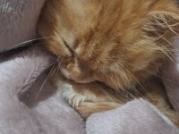 Kedim İçin Ev Arıyorum