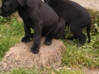60 Günlük Teslime Hazır Labrador Yavrular