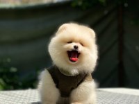 Pomeranian Boo 2.5 Aylık Dişi Veya Erkek