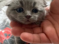 Brıtısh Shorthair Dişi Ve Erkek