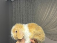 Safkan Tavşanlar Her Yere Gönderilir