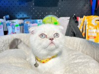 Show Boy Show Kalite Scottish Fold Dişimiz