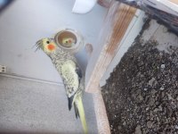 Çift Sultan Papağanı Yetişkin