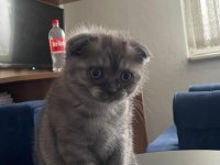 Scottish Fold Kediler