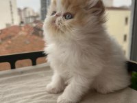 Çok Sıcak Kanlı Saf Irk Persian
