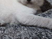 Erkek Ve Dişi Blue Point British Shorthair Bebekler