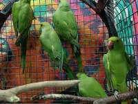 Kapalı Bilezik Pakistan Papağanları