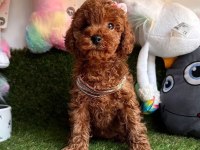 Safkan Toy Poodle Yavrularımız