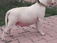 Damızlık 3 Bull Terrier Dişimiz Satılıktır Toplu