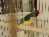 Gökkuşağı ispinozu kırmızı kafalı kafes ile verilecektir