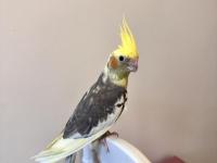 Sultan Papağanlar Sahiplendirilecektir