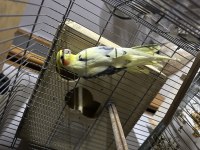 Erkek Sultan Papağanları