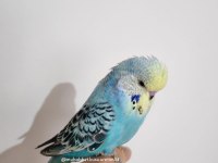 Konuşma eğitimi verilecek yavru muhabbet kuşları