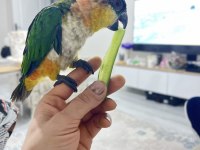 Full Evcil Caique İnsan Ayrımı Yapmaz