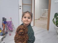 2.5 Aylık İlk Aşıları Yapılmış Küçük Boy Poodle
