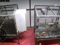 Satılık 2 Takım Çift Kırmızı Kuyruk Jako Papağanımız