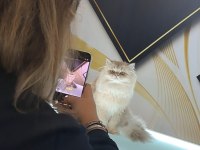 British Longhair Lilak Golden Cana Yakın Uysal