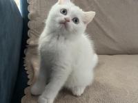 British Shorthair Güzel Kız