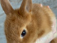 Orjinal hollanda cüce tavşan