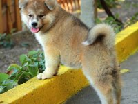 Japon Akita İnu Yavruları