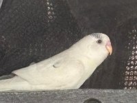 3 aylık erkek muhabbet kuşu