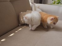 Kaliteli British Shorthair Kediler