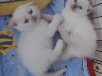 Yavru Bluepoint British Shorthair