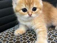 British Longhair / Shorthair & Golden Point