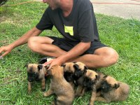A kalite belçika kurdu (malinois) son yavrular
