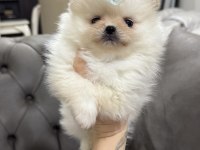 Orjinal teacup erkek pomeranian