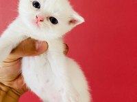 Kar Beyaz British Shorthair Erkek