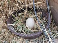 Amerikan Ördeği Yumurtası