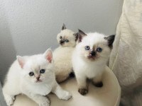 Chocallette Point British Shorthair