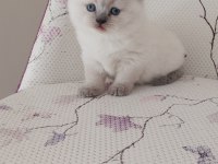 Kar Topu Yumoş British Shorthair Blue Point Bebekler
