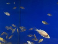 Üreticiden Cichlid Balıklar