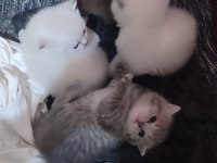 Mavi Gözlü British Longhair Bebişler